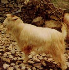 The coloring of the breed is called chamoisée or chamoisee for its perceived resemblance to the colors of the wild alpine. Sarda Goat Alchetron The Free Social Encyclopedia