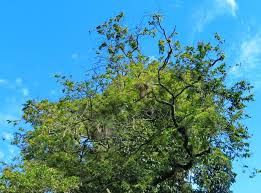 Image result for Dialium