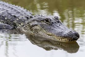 This article is more than 4 months old. 11 Amazing Facts About Alligators Mental Floss