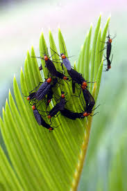 Citronella candles will help get rid of love bugs on the porch. Believe It Or Not Lovebugs Have A Purpose