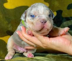 Browse thru our id verified puppy for sale listings to find your perfect tags: Blue Merle Tri Blue Tri Exotic American Bullies Petclassifieds Com