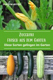 Zucchini im eigenen garten anzubauen ist gar nicht schwer, sogar auf terrasse und balkon kann man erfolgreich zucchini anbauen. Zucchini Frisch Aus Dem Garten Zucchini Garten Gemusegarten