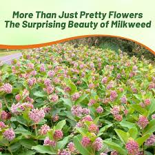 Image result for Asclepias aurea