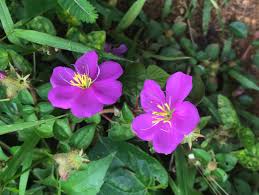 Image result for Dissotis speciosa