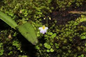 Image result for Utricularia striatula