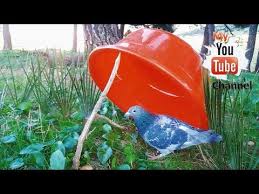 Pin By Ahmet Tufan On Kus Kapanlari In 2020 Easy Bird Bird Trap Bird