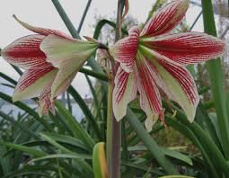 Image result for Hippeastrum