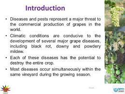 1 tablespoon of baking soda. Pest And Diseases Of Grapes Ppt Video Online Download