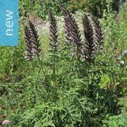 Image result for Acanthus polystachyus