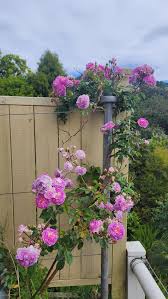 Some time ago at the wonderful Butler Point Whaling Museum, Historic 1840's  House and Gardens I sourced a book called Missionaries, Wives and Roses.  One of the rather stern looking women was
