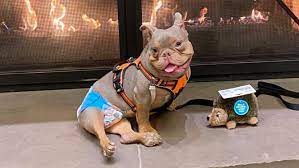 Find the perfect puppy for sale in akron / canton, ohio at next day pets. Ohio Dog With Special Needs Jack S Heartbreaking Adoption Story Wkyc Com
