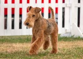 Image result for lakeland teriér