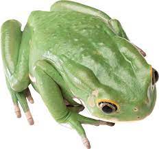 Crazy Frog Invented Techno Prove Me Wrong Frog Png Tree Frogs