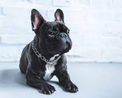 Submit an inquiry to join our mail list for the latest updates! 7 Best French Bulldog Rescues 2021 We Love Doodles