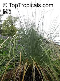 Image result for Xanthorrhoea australis