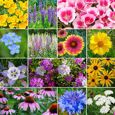 Scented plants are very appealing to gardeners, but not to deer. Deer Resistant Wildflower Seed Mix