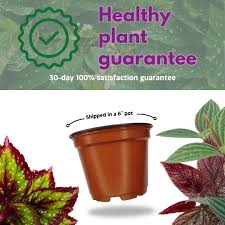 Image result for Begonia pulcherrima