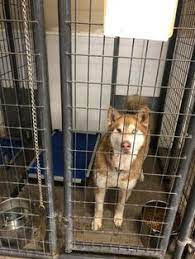Overall this is a good place to stay in vernal. 26 Utah Us Lost Dog Registry Ideas Losing A Dog Find Pets Losing A Pet