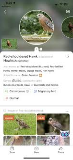 Any idea the type of hawk or eagle? : ranimalid