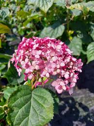 Image result for Hydrangea arborescens Pink Anabelle