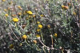 Image result for Pentzia incana