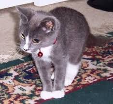 Nut Loon Russian Blue Cats Cat Profile