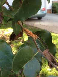 In the last few decades. Diseases Of Bradford Pear Extension Master Gardener Volunteers Of Durham County