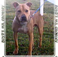 At mcnamara pitbull kennels we started with the best pitbull bloodlines in the world when it comes to intelligent performance dogs. The Guys