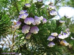 Image result for Psoralea glabra