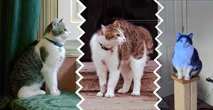 By reducing their calorie feeding your cat by using automatic feeders can help get your cat get accustomed to scheduled meals, which can help with weight loss and. How To Cat Lose Weight Naturally 5 Easy Ways