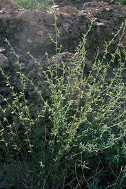 Image result for Hibiscus micranthus