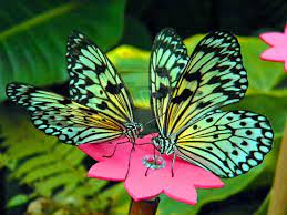 Butterfly, a brightly coloured insect that has the capability to get anyones attention.the way they take their flight, have nectar from flower, i just love watching them as they brings joy and happiness. Butterflies Beautiful Butterfly Pictures Butterfly Pictures Beautiful Butterflies