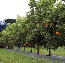 Fruit the familiar cherry, hanging in pairs or trios, although usually smaller than the cultivated varieties. Citrus Crops Superintensive Citrus In Hedgerow Agromillora