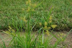 Image result for Cyperus tenax