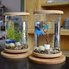 Betta fish rue (decor change). 1pcs Glass Betta Fish Tank Bamboo Base Mini Fish Tank Decoration Accessories Rotate Decoration Fish Bowl Aquarium Accessories Aquariums Tanks Aliexpress