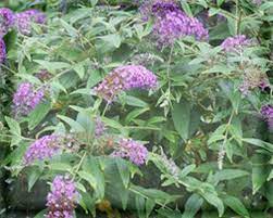 Pin On Flower Essences