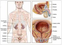 The pancreas is a bodily organ that few people think about. Welcome To Paradigm Healthcare Private Limited