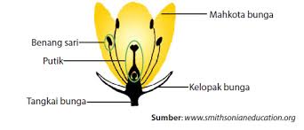 Bunga adalah organ pada tumbuhan yang mempunyai kegunaan sebagai tempat berlangsungnya perkembangbiakan generatif melalui proses pembuahan. Bagian Bagian Tumbuhan Fungsi Akar Batang Daun Dan Bunga Aftanalisis
