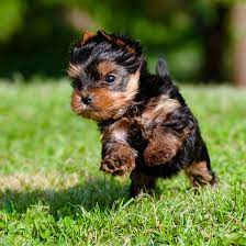 Miniature puppies for sale in texas. Yorkshire Terrier Puppies For Sale Breeders In Dallas Tx