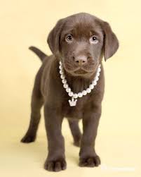 Chocolate Labrador Retriever Labrador Retriever Lab Puppies Labrador