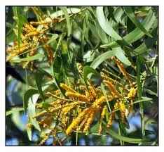 Image result for Acacia auriculiformis