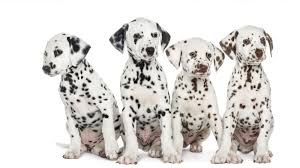 We encourage all prospective puppy owners to do their research and be prepared with. Adorable Dalmatian Puppies Sit Back As They Watch Their Parents Play Abc7 San Francisco