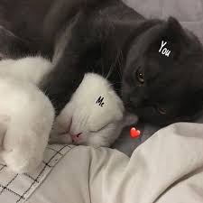 cats bigcats littlecats catlovers funnycats sillycats cat photography catart 9lives kittylove litt kediler ve yavrulari sevimli kedi yavrulari sevimli kediler