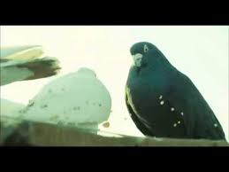 احمد مكى والغيه الحمام Youtube