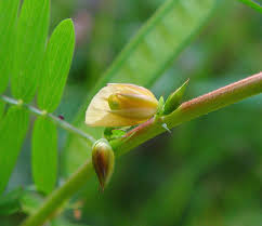 Image result for Chamaecrista