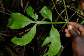 Image result for Paullinia pinnata