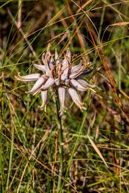 Image result for Antherotoma naudinii