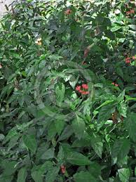 Image result for Crossandra nilotica