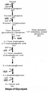 Plus One Botany Notes Chapter 10 Respiration In Plants A Plus Topper