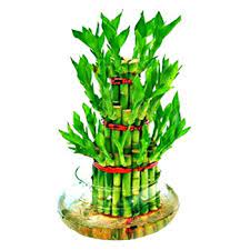 We did not find results for: Three Layer Lucky Bamboo